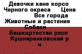 Девочки кане корсо. Черного окраса.  › Цена ­ 65 000 - Все города Животные и растения » Собаки   . Башкортостан респ.,Кушнаренковский р-н